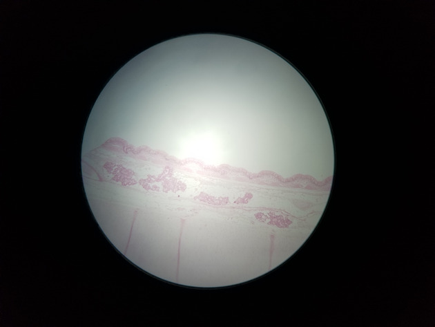 Pseudostratified Epithelium Slides - Pseudostratified Epithelium 02 40X